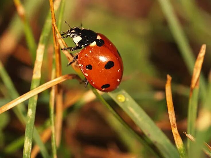 There is a bug. Божьи коровки. ladybug fact. facts about ladybug. the ladybirds фото.