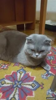 Даром бузулук
