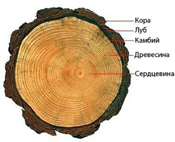 Строение стебля древесина Луб. Строение корня Луб древесина. Строение древесины заболонь.