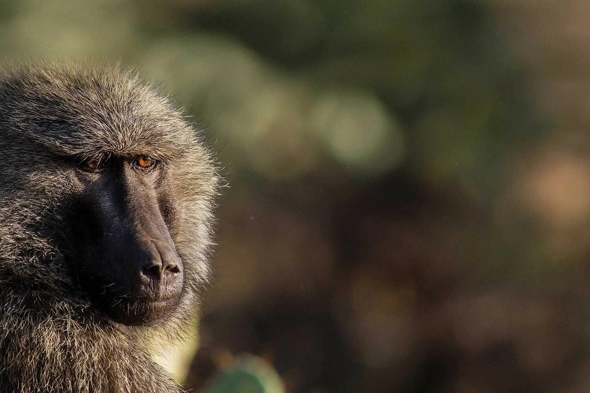 Павиан гамадрил бабуин. Павиан это. Собакоголовые павианы. Павиан это. Павианы в африке.