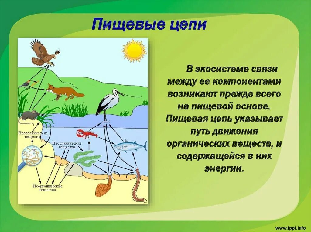 Связь между экосистемами. Пищевые связи в экосистеме. Пищевые цепи экосистемы. Пищевые связи в биогеоценозе. Пищевая сеть водоема.