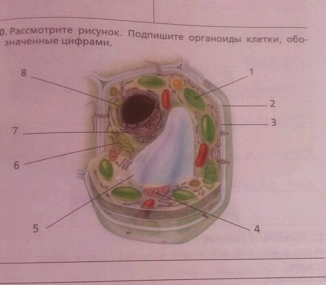Строение растительной клетки рисунок органоид. Клетка без подписей органоидов 5 класс. Рисунок животной клетки с обозначениями органоидов. Биология 5 класс рисунок клетки с органоидами.