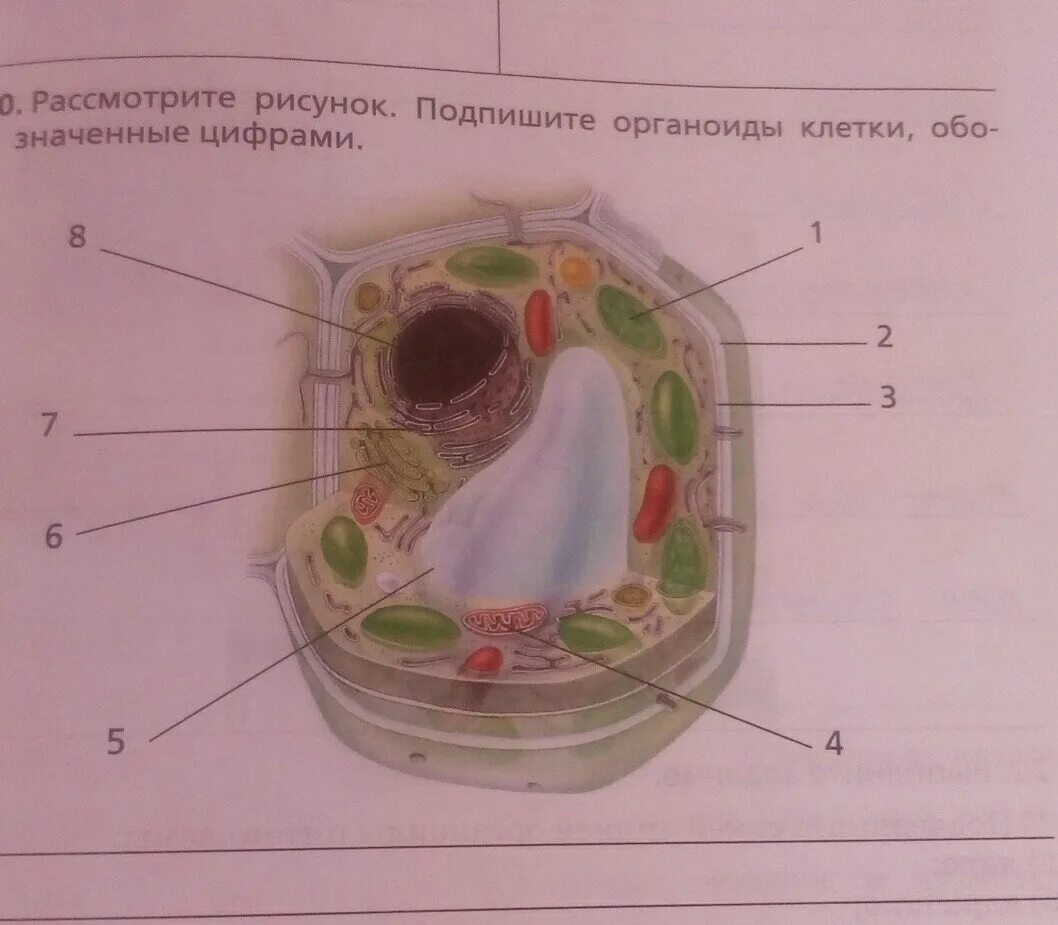Растительная клетка название органоидов. Строение растительной клетки рисунок органоид. Клетка без подписей органоидов 5 класс. Рисунок животной клетки с обозначениями органоидов. Биология 5 класс рисунок клетки с органоидами.