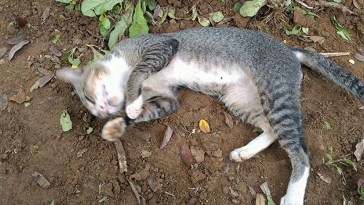 Pin on CATSSS!