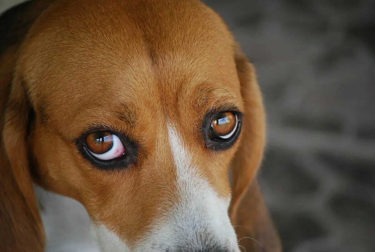 Как выглядят глаза собаки. Бигль гетерохромия. Собака макросъемка. Глаз собаки макросъемка. Собачий глаз.