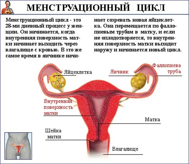 После бусерелина когда придут месячные. Менструационного цикла. как происходит менструация. кпк происходят месячные..