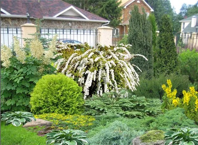Кустарники и деревья Garden, Plants, Outdoor