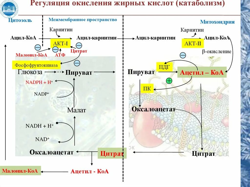Механизм действия гистамина на синтез соляной кислоты. Секрецию соляной кислоты в желудке тормозит. Синтез и регуляция hcl. Регуляция синтеза желчных кислот. Регуляторные ферменты бета окисления жирных кислот.