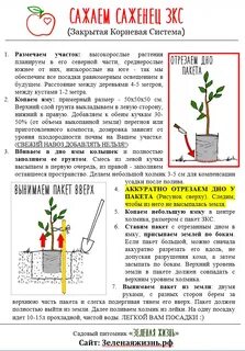 Посадка закрытой корневой системой
