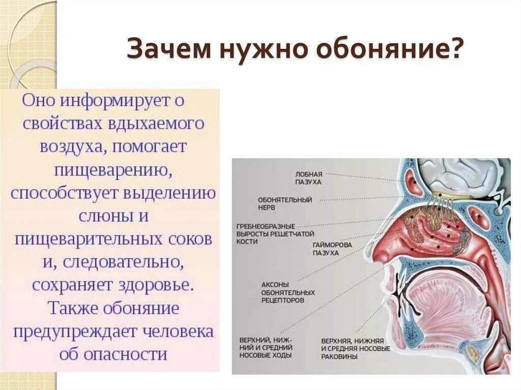 Как лечить обоняние. Пропало обоняние. потеря обоняния и вкуса причины. пропадание обоняния. отсутствие обоняния причины.