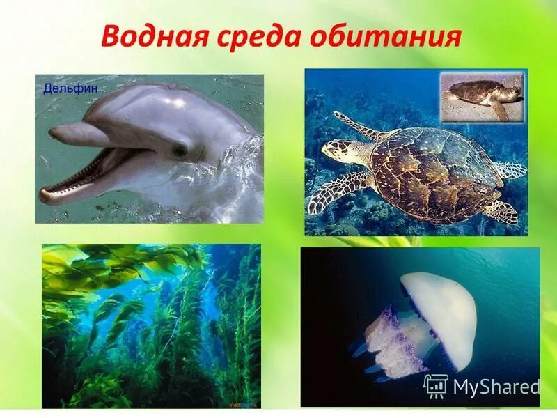 обитателив однйос реды. характеристика водной среды. обитатели водной среды названия. обитатели воднойс среды. обитатели водной среды обитания.