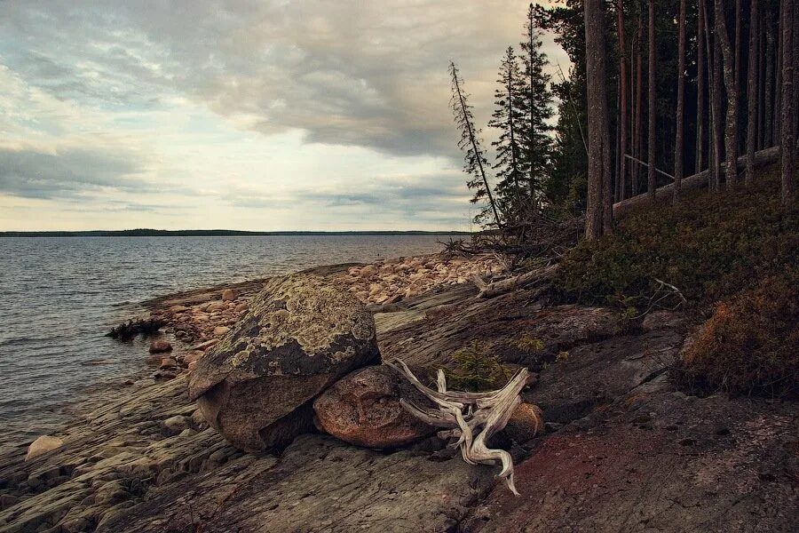 Коряги пейзаж. Коряга на берегу озера. Сегозеро. Топляк. Коряги на берегу