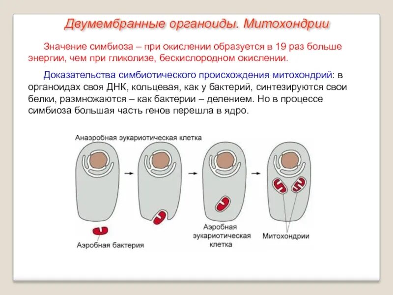 Органоиды характерные для животной клетки. Строение и функции одномембранных органоидов. Одномембранные органоиды кратко. Органоиды имеющие бактериальное происхождение. Органоиды имеющие бактериальное происхождение.