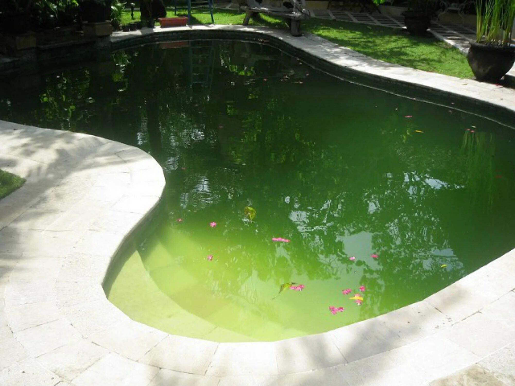 Зеленые воды что делать. Водоросли в бассейне. Зеленая вода в бассейне. Зеленый бассейн. Прозрачный водоем.