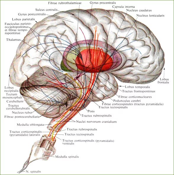 Проводящие волокна мозга. Экстрапирамидная система анатомия головного мозга. Экстрапирамидной пути головного мозга схема. Провдящие систем ыголвоного мозга. Проекционные проводящие пути головного и спинного мозга анатомия.