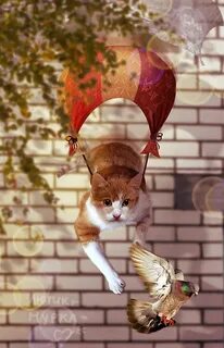 Обострение кошки