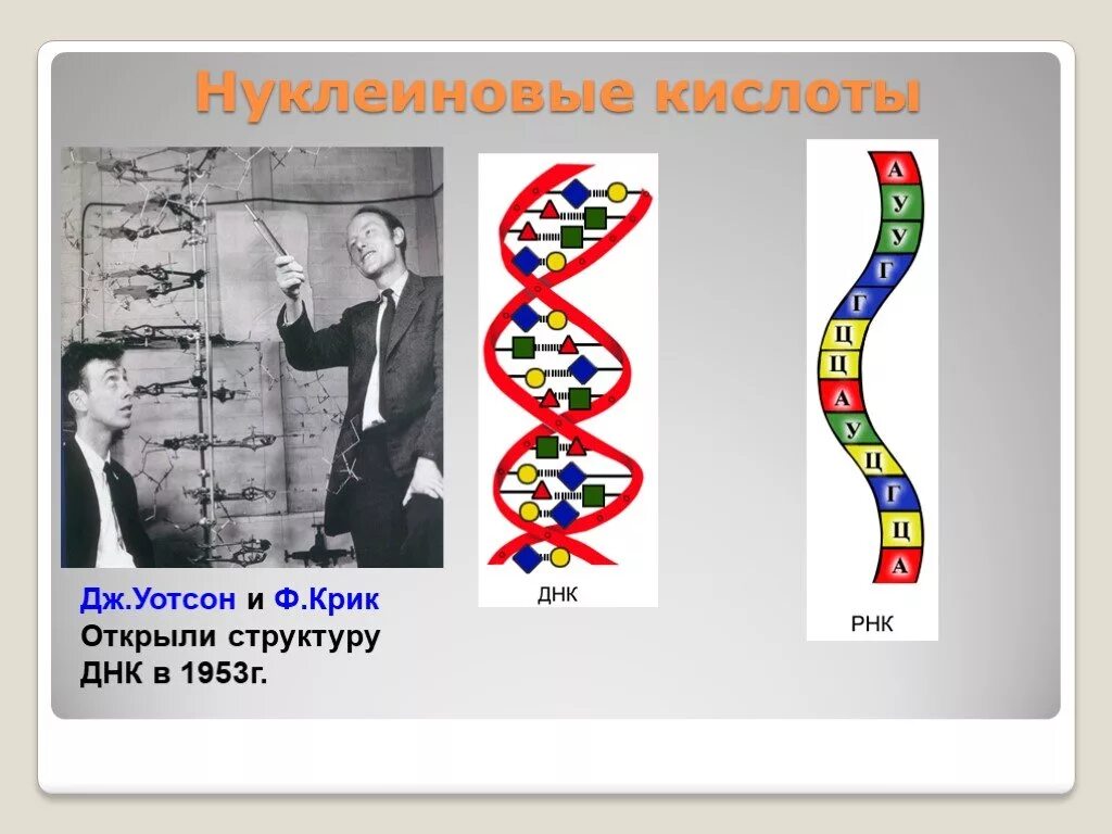 Дж Уотсон и ф крик ДНК. Структура ДНК открытие 1953. Уотсон и крик открытие ДНК. Дж. Уотсон и ф. крик открыли структуру ДНК В 1953г..