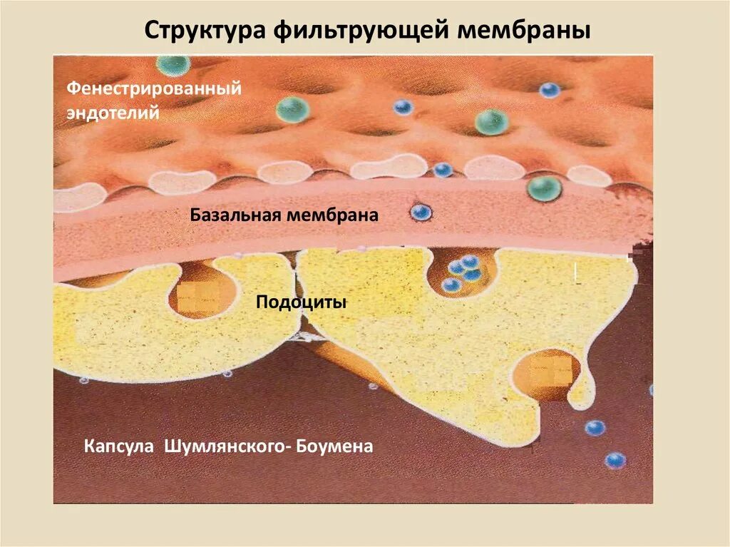 Особенности базальных мембран. Эпителиальная ткань базальная мембрана. Клеточная мембрана структура и функции. Фильтрующая мембрана почки. Особенности базальных мембран.