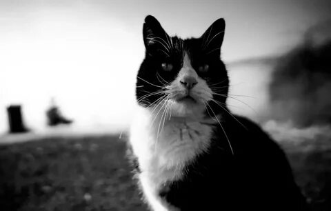 Лицо кота черно белого