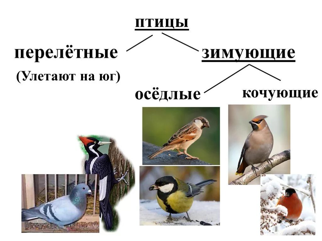 Разделите птиц на группы по способу питания. Птицы зимующие- Кочующие и осёдлые, перелётные. Птицы нашего края оседлые и перелетные. Проект птицы , перелетные, зимующие, Кочующие 1 класс окружающий мир. Оседлые Кочующие и перелетные птицы.