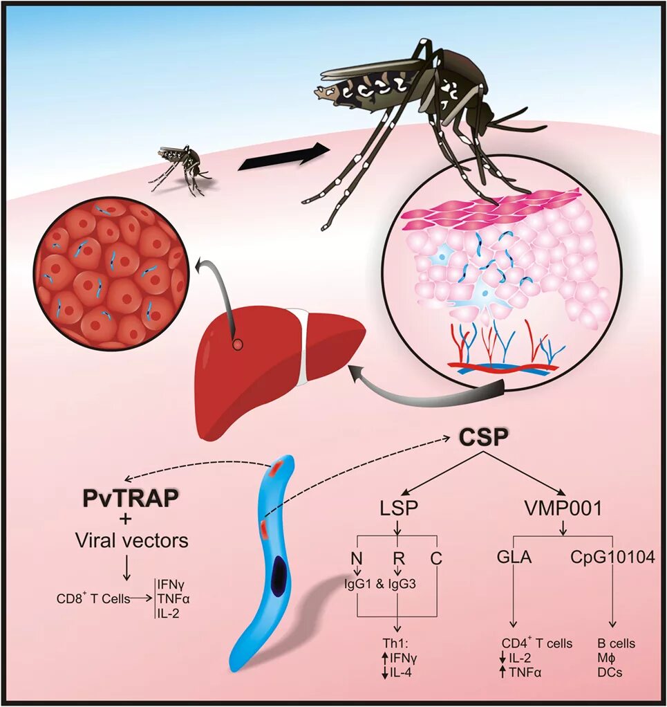 Патогенез малярии Вивакс. Малярия оффициналис. Malaria антивирусное.