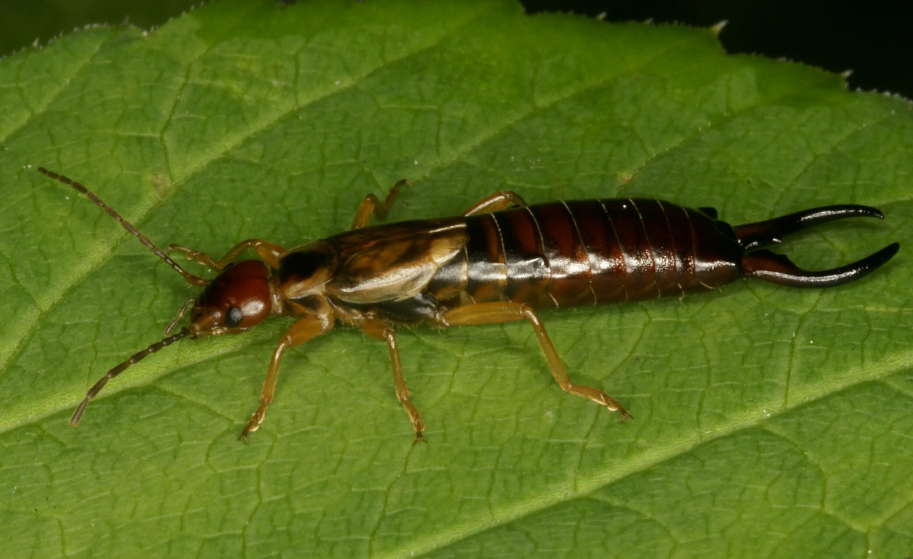 Уховертка обыкновенная двухвостка. Двухвостка многоножка мокрица. Уховёртка обыкновенная. Уховёртка обыкновенная. Жук уховёртка двухвостка.