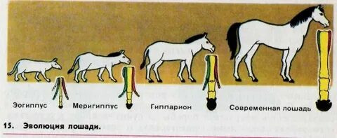 Эволюция лошади