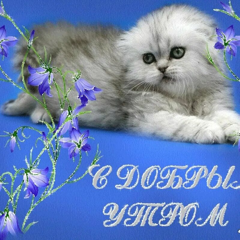 Картинки с пожеланием доброго утра с котиком. Открытки с добрым утром с котятами. открытки с добрым с котиками. открытки доброе утро с котятами. пожелание доброго утра с котятами.
