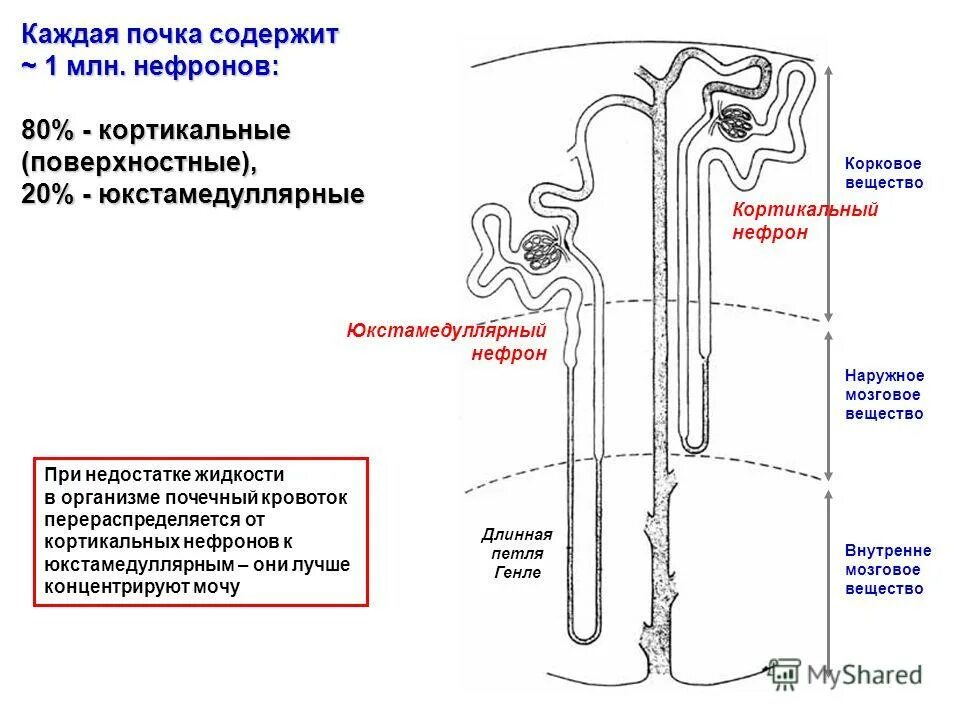 Части нефрона почки строение. Корковое вещество и мозговое вещество нефрон. Отделы нефрона почки физиология. Проксимальный отдел нефрона гистология. Строение коркового нефрона