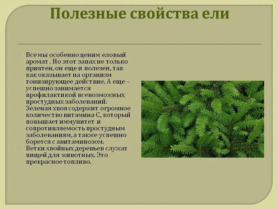 Применение хвойной. Полезные свойства ели. Лечебные свойства ели. Чем полезна ель для человека. Чем полезна хвоя ели.