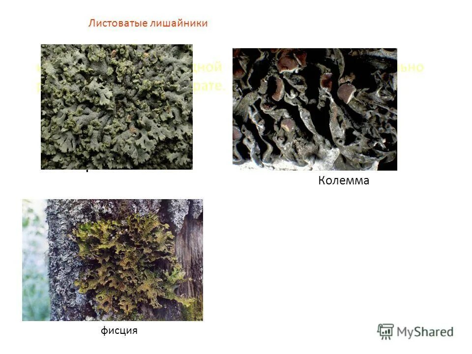 в чем особенности строения слоевища кустистых лишайников