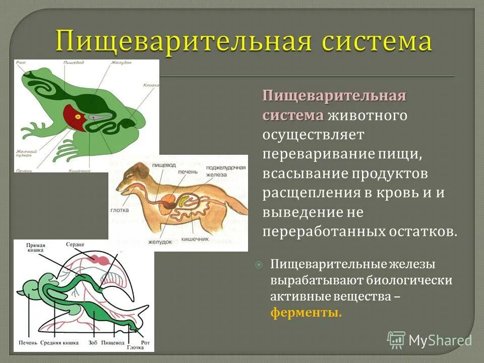 Скачать презентацию для класса Органы и системы органов животных бесплатно