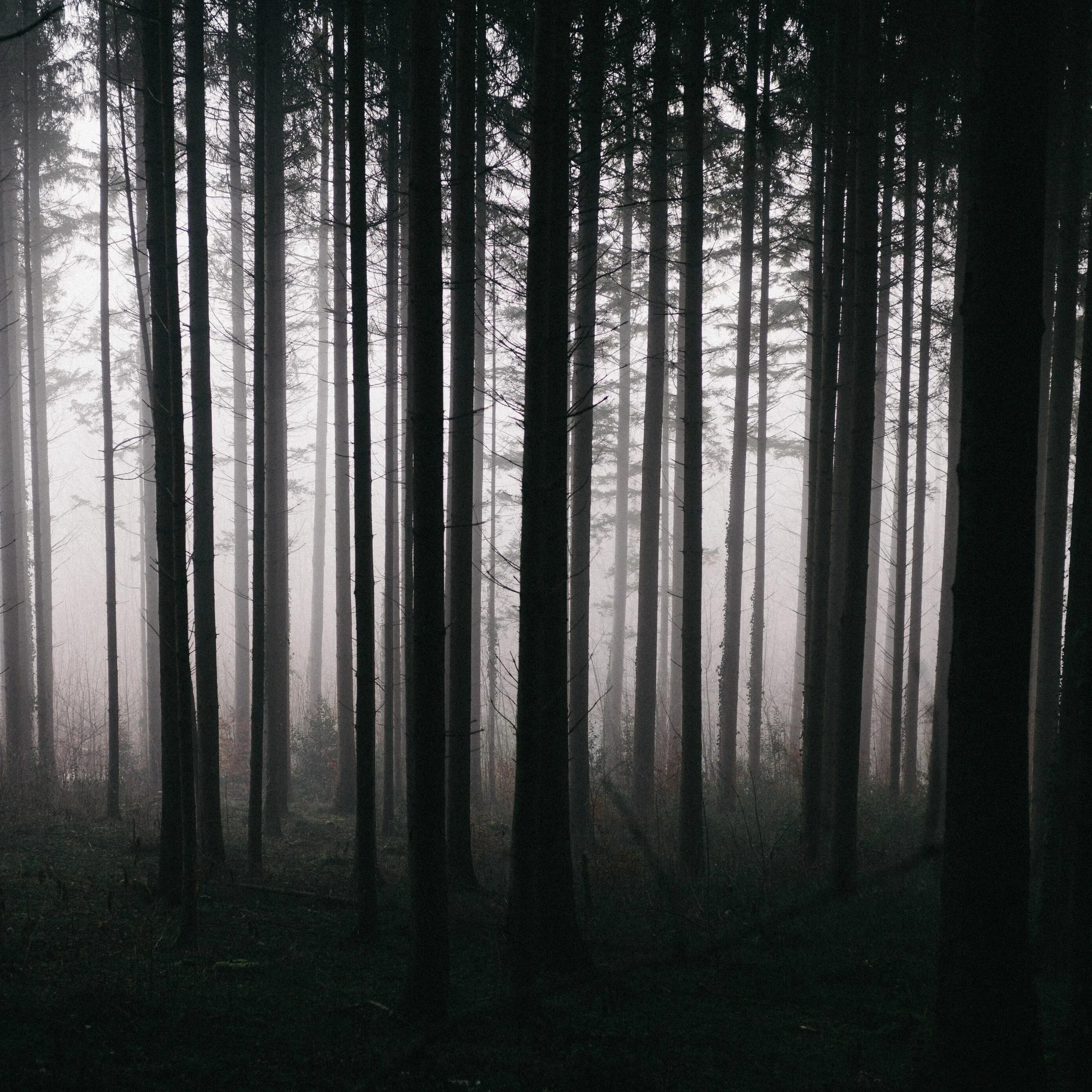 Туманный лес. Деревья мрак. Мрачное дерево. Деревья мрак. Деревья мрак.