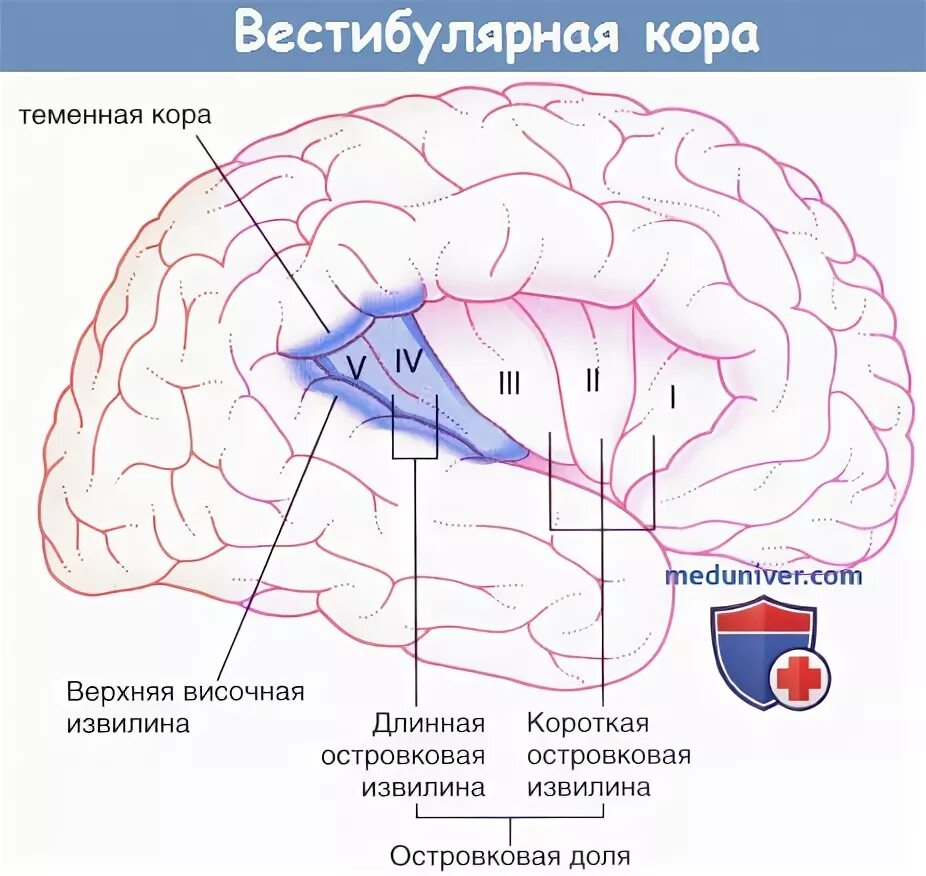 Вестибулярный аппарат мозг. Корковые вестибулярного анализатора. Вестибулярная зона коры.