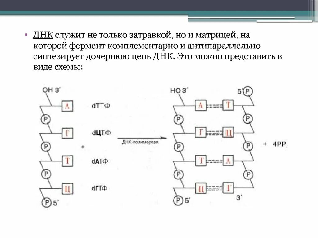 Достроить вторую цепь днк. Комплементарные цепи ДНК антипараллельны. Фермент осуществляет Синтез дочерних цепей ДНК. Матрицей служит ДНК. Комплементарная цепь ДНК.