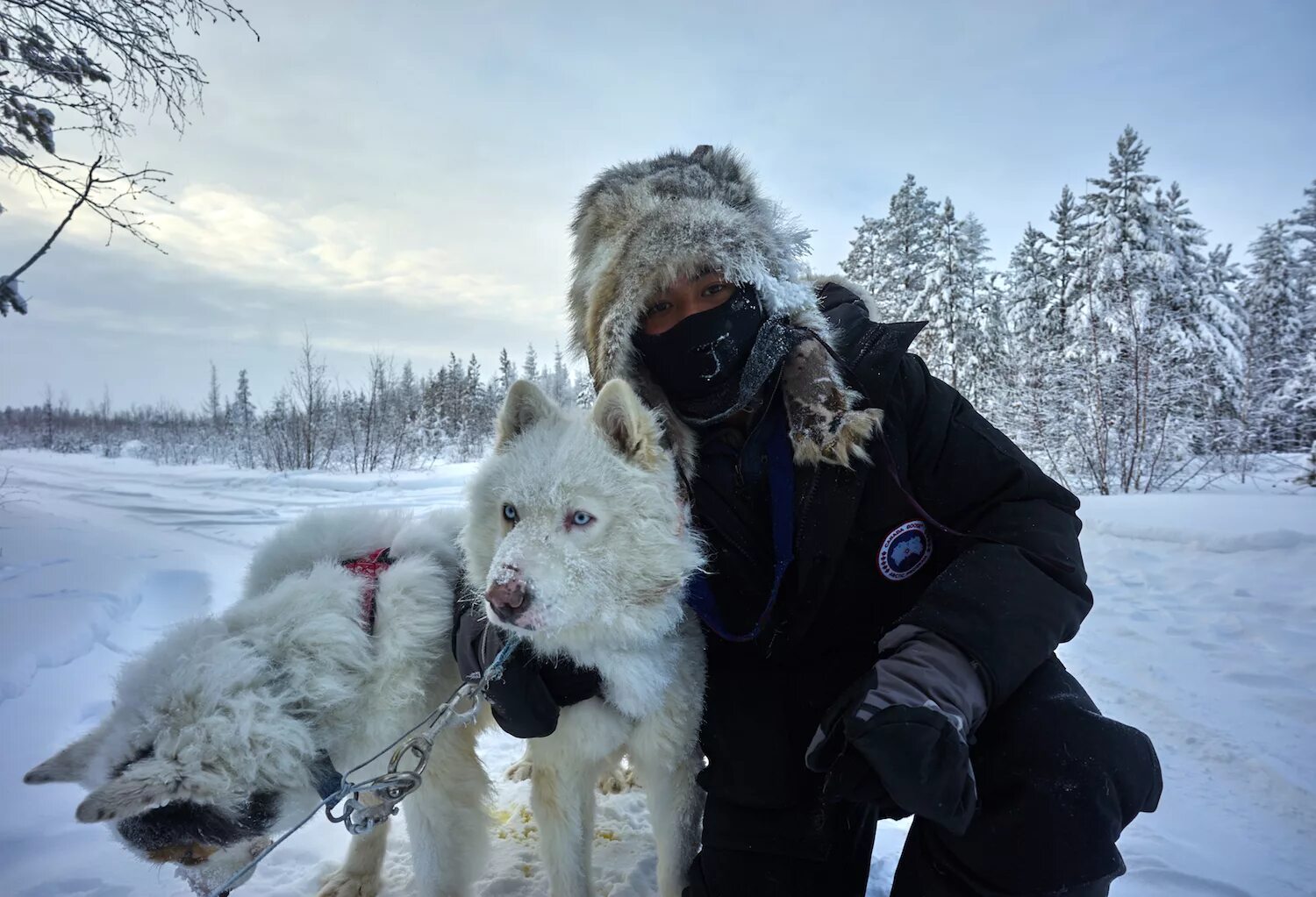 Холод bearwolf
