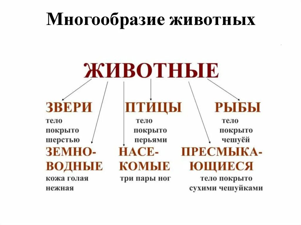 Презентация многообразие животных 1 класс. Разнообразие животных. Разнообразие животных схема. Кластер многообразие животных. Разнообразие животных таблица.