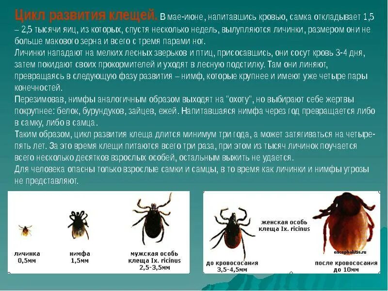 Как отличить энцефалитного. Клещи энцефалитные как отличить. клещ энцефалитный как выглядит и обычный различие. клещи иксодовые клещевой энцефалит. клещевой энцефалит внешние симптомы.