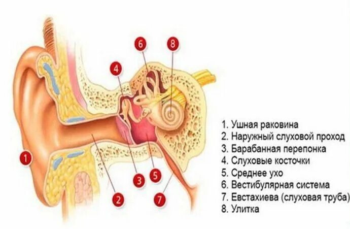 Закладывает ухо без насморка