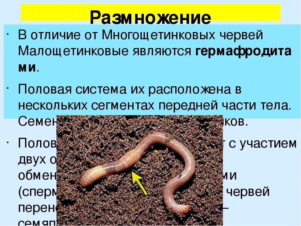 Система малощетинковых червей. Малощетинковые черви дождевой червь характеристика. Размножение дождевого червя. Малощетинковых кольчатых червей. Личинка малощетинковых червей.