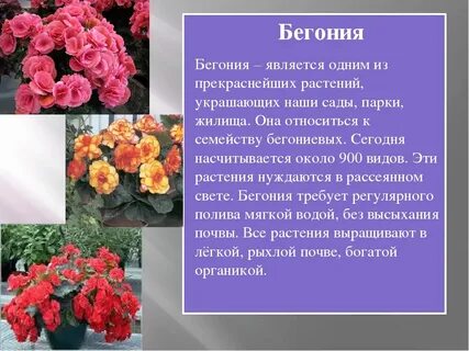Бегония рассказ
