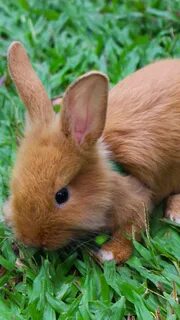 Small rabbit