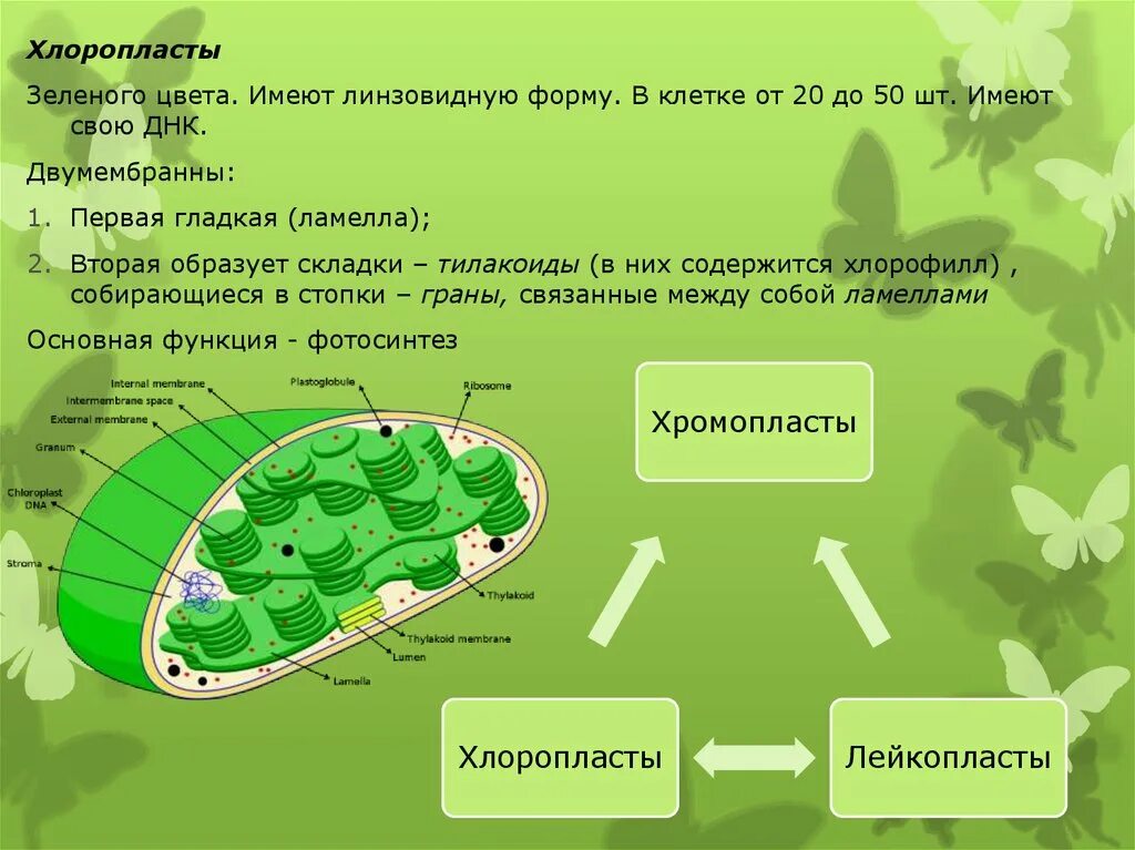 Есть ли хлоропласты. Каково строение хлоропластов. Зеленые хлоропласты. Хлоропласты в растительной клетке. Клетка растения хлоропласты.