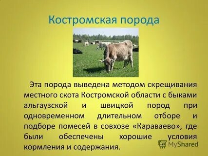 Товары получаемые благодаря животноводству