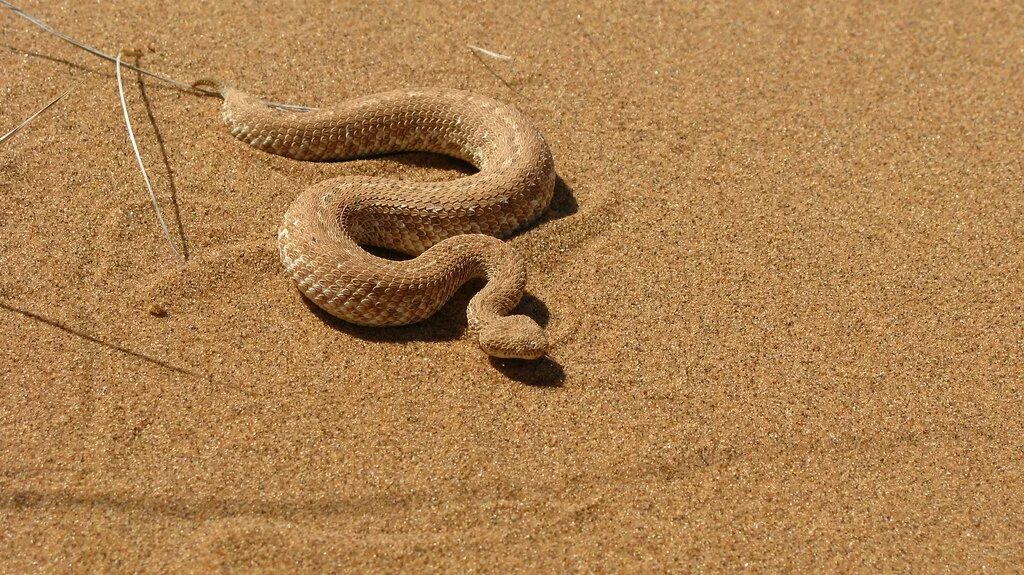 Карликовая Африканская гадюка. Пустыни Песчаная Эфа. Карликовая гадюка в пустыне. Песчаная Эфа альбинос. Искушение песчаного змея