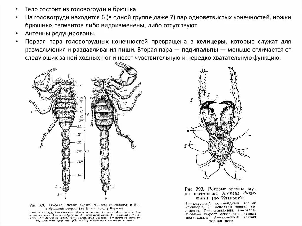 Внешнее строение скорпиона с брюшной стороны. Строение скорпиона схема с подписями. Строение скорпиона схема головогрудь брюшко. Внешнее строение скорпиона биология 7 класс.