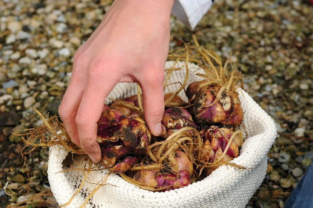 Overwintering Lilies - Do Lily Bulbs Need To Be Overwintered Lily bulbs, Bulb fl