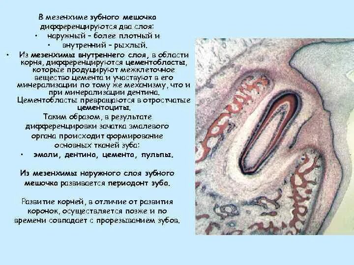 Развитие зуба тест