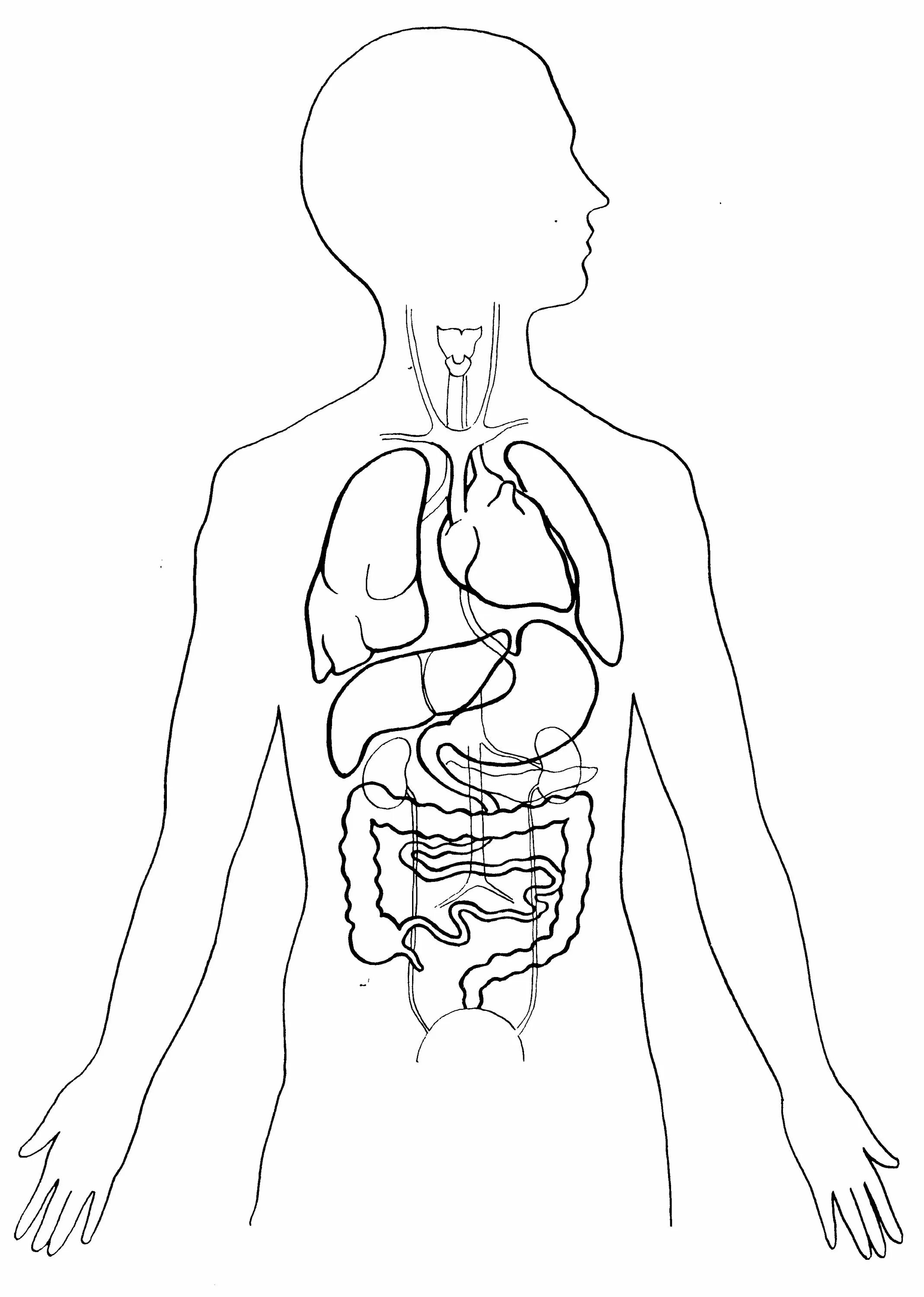 Макет строения внутренних органов человека. Контур человека с внутренними органами. Силуэт человека с внутренними органами. Внутренние органы человека схема. Макет внутреннего строения человека.