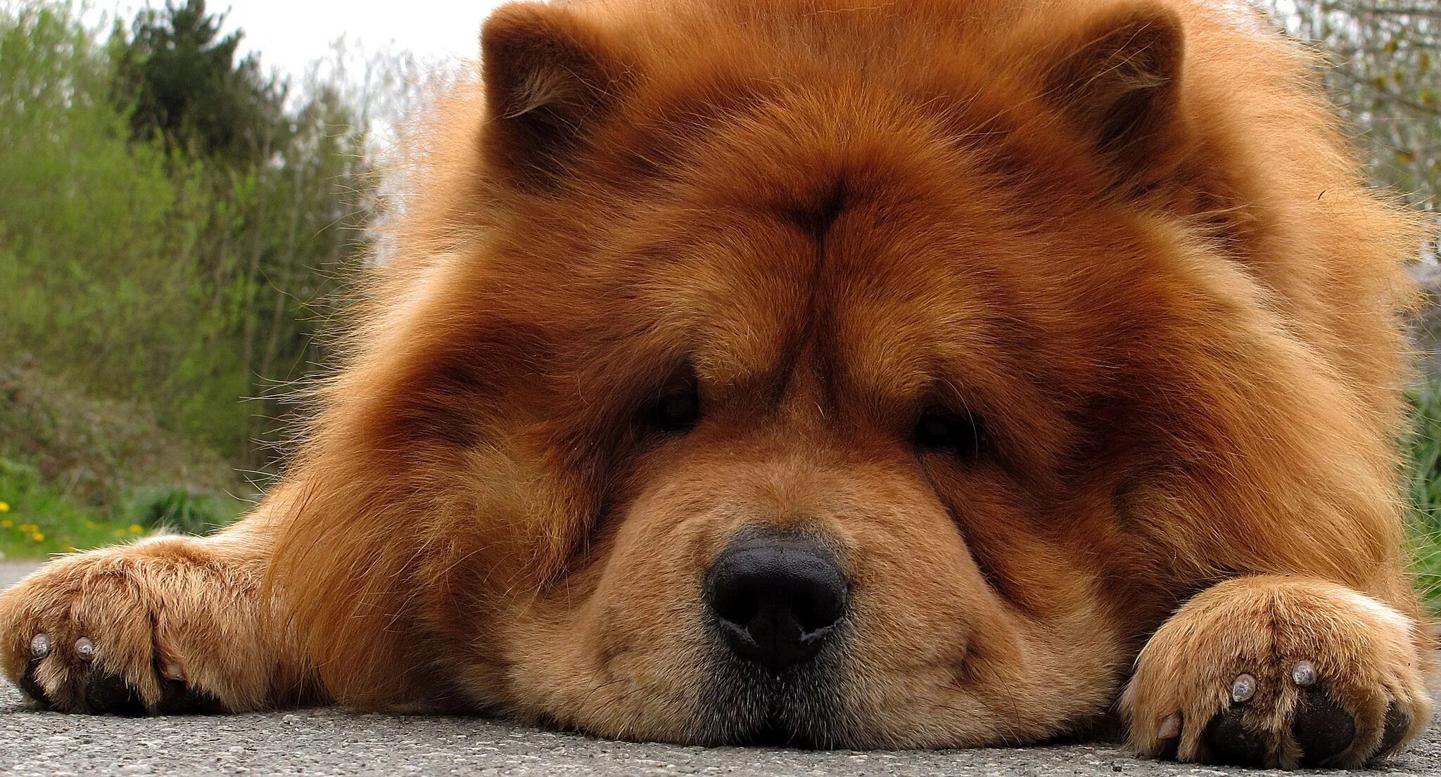 Bonnie ❤ my sweet lioness. Chow chow dog. Perros, Criaturas hermosas, Fotos de m